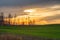 Birch grove in green field under dramatic colorful sunset sky