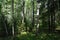 Birch Grove. Green grass. Deciduous trees. Little firs. Sunny day