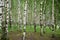 Birch grove. Green leaves and grass. White-stemmed slender beauties of the birch tree. The leaves of the birches are light green