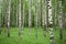 Birch grove. Green leaves and grass. White-stemmed slender beauties of the birch tree. The leaves of the birches are light green