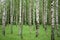 Birch grove. Green leaves and grass. White-stemmed slender beauties of the birch tree. The leaves of the birches are light green