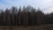 A birch grove in a late spring evening. Leafless trees in March