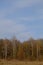 A birch grove in a late spring evening. Leafless trees in March. Copyspace