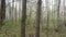 Birch Grove Panorama in Spring