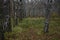 Birch grove in the picturesque rows of trees, fallen leaves and green grass. Alleys of deciduous in the forest.