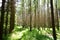 Birch grove. Pine forest. Nature. Smooth rows of coniferous trees. Green grass. Trail. Unique