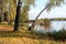 Birch grove on the river bank. Moscow region. Klyazma reservoir. Autumn