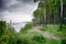 Birch grove on the shore of the grey stormy Baltic sea