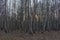 Birch grove on a spring evening. Leafless trees at dusk. Overcast weather