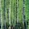 Birch grove at spring, large sunny closeup, bright green background, vertical trunk pattern