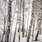 Birch grove in spring, the snow has almost melted