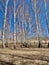 Birch grove in the spring in the southern Urals