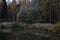 Birch grove and spruce forest on the banks of the river. Thick branches of trees bent over the water. Trees are reflected