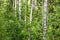 Birch grove on a  summer day, birches landscape.