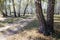 Birch grove in summer, sometimes white-trunked slender beautiful trees