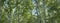 Birch grove in the summer, upper branches of tree -- summer banner, panorama