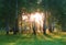 Birch grove and sunlight peeps through the branches of trees. Beautiful photo with the dawn among the birches. Green trees give