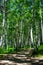 Birch grove on a sunny summer day, landscape banner, huge panorama