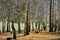 Birch grove, Tian-Shan, Kyrgyzstan