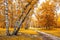 Birch grove with a trails crossroad on sunny autumn day