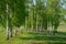 Birch Grove. Trees planted in even rows.