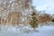 Birch Grove In Winter Etna Park, Sicily