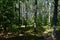 Birch grove woodland. Pine forest. Deciduous and coniferous trees. A path in the forest