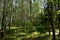 Birch grove woodland. Pine forest. Deciduous and coniferous trees. A path in the forest