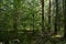 Birch grove woodland. Pine forest. Deciduous and coniferous trees. A path in the forest