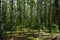 Birch grove woodland. Pine forest. Deciduous and coniferous trees. A path in the forest