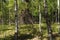 Birch grove in the woods beautiful summer scenery holiday destination for travel tourism