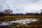 Birch groves and marshes. landscape