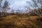 Birch groves and marshes. landscape