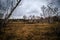 Birch groves and marshes. landscape