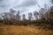 Birch groves and marshes. landscape