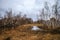 Birch groves and marshes. landscape