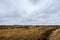 Birch groves and marshes. landscape