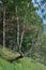 Birch growing in difficult conditions on a slope at the edge of the forest.