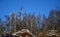 Birch growth that has been overloaded with wet snow or icy ice. broken branches and crowns of white trees. blue winter sky. forest