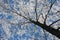 Birch, hoarfrost and the blue sky.