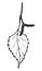 a birch leaf with a bud of a young bud. A small twig with a birch leaf and seeds is drawn in a sketch style, isolated by