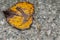 birch leaf close-up on asphalt. Autumn landscape. Gray background