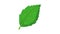 Birch leaf icon animation
