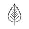 Birch leaf linear icon