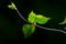 Birch leaves against dark background