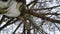 birch without leaves close-up. Birch branches, trunk, small twigs sway and spin in the wind. Late autumn, winter or