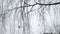 birch without leaves close-up. Birch branches, trunk, small twigs sway and spin in the wind. Late autumn, winter or