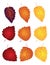 Birch Leaves in Fall Colors Vector Illustration