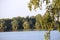 Birch leaves and lake