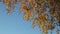 Birch leaves on the wind frame corner